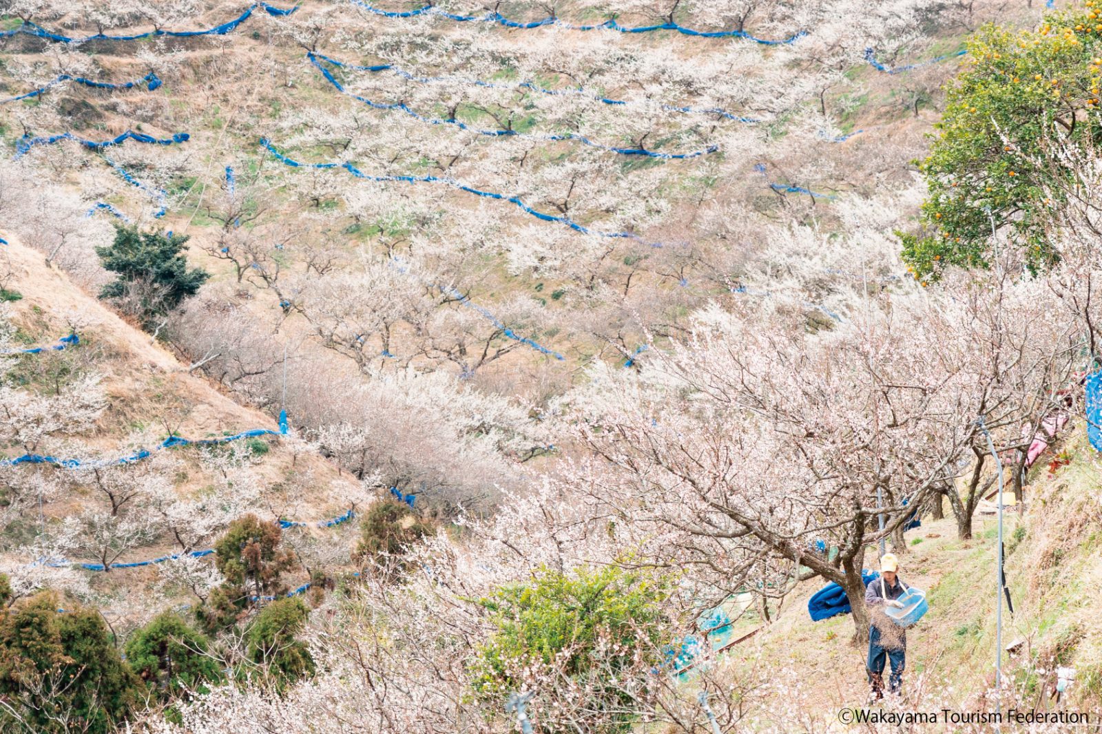 南部梅林和歌山南部美爵温泉度假酒店【官方】