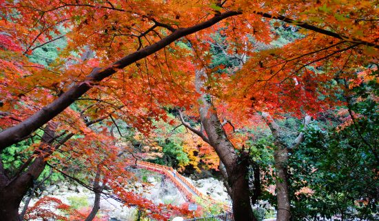 【酒店周边信息】秋季推荐的红叶景点的介绍