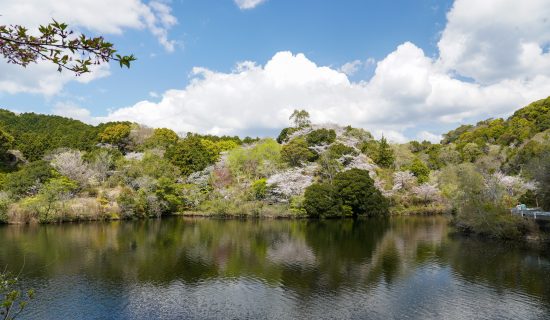 Cherry Blossoms in Dynamiki Gorge