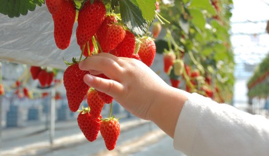 [Information around Hotel] Introduction of recommended spots in spring