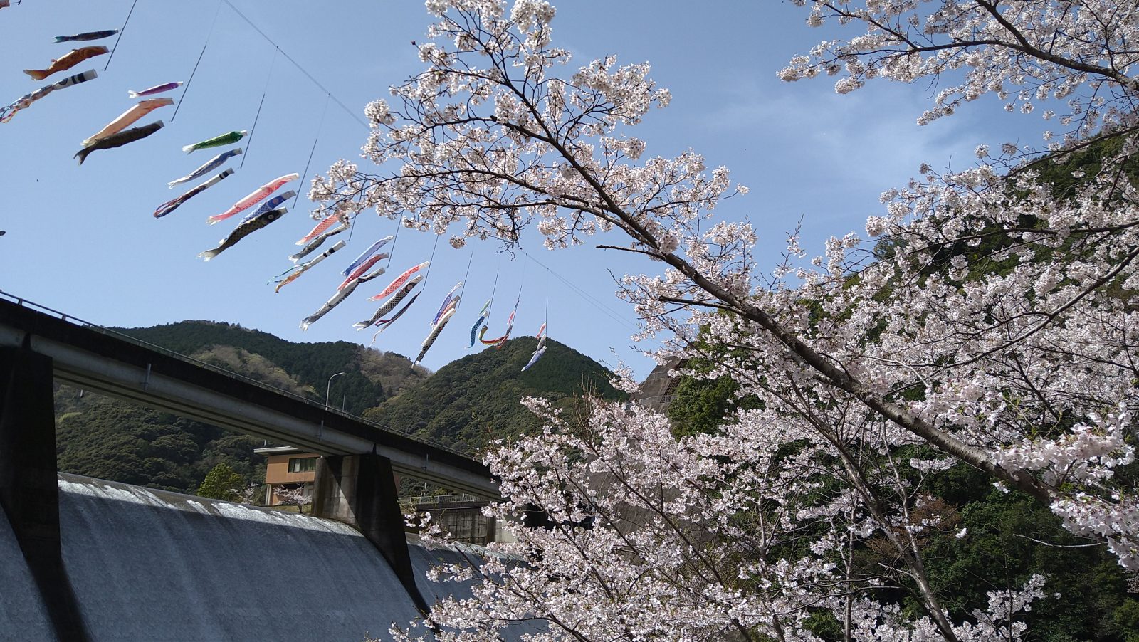 시마노세댐의 벚꽃