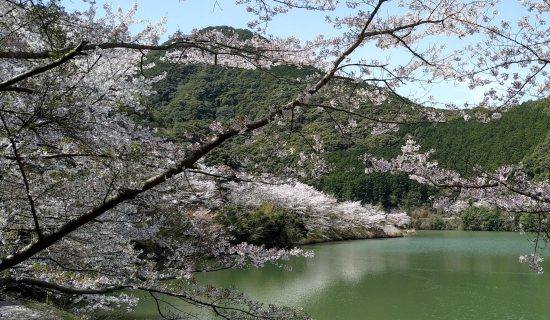 시마노세댐의 벚꽃