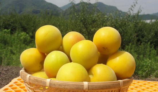 用南高梅製作的梅糖漿體驗