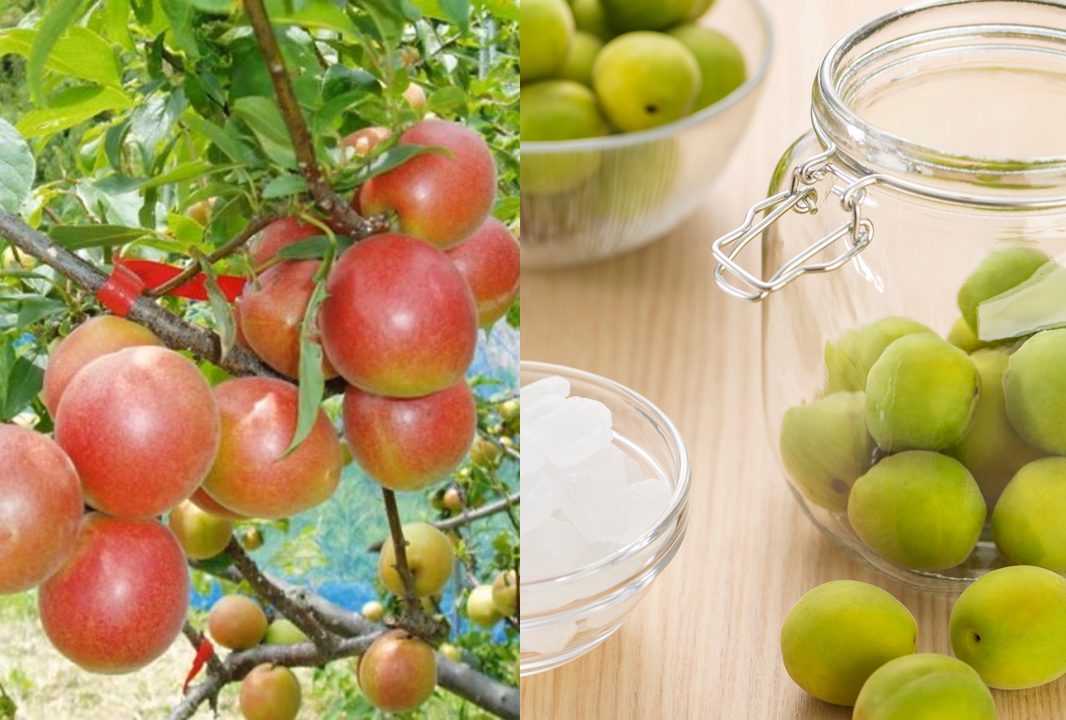 梅シロップ作り